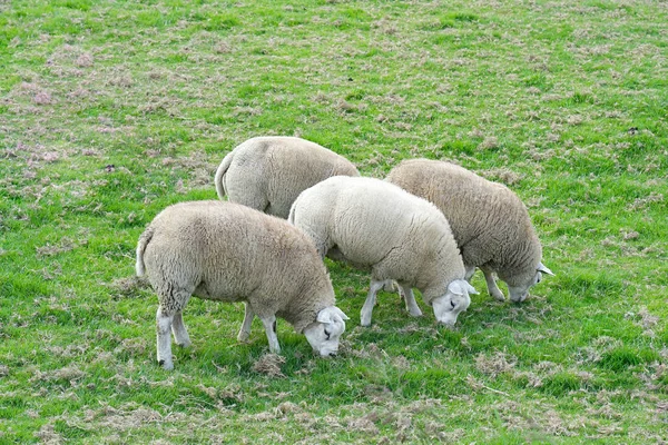 Овцы Лугу Зеленой Траве Группа Овец Пасущихся Поле — стоковое фото