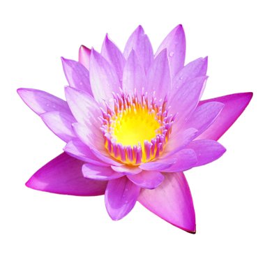 Mor Nilüfer beyaz arka plan üzerinde izole. Lotus çiçeği beyaz arka plan üzerinde izole. Üstten görünüm pembe su lilly beyaz arka plan üzerinde