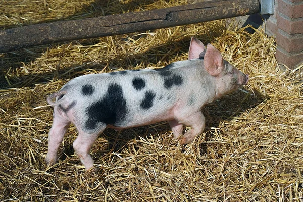 One Young Piglet Hay Straw Pig Breeding Farm Small Black — Stock Photo, Image