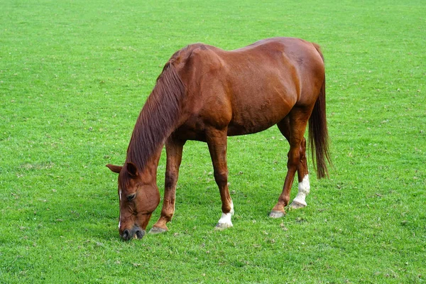 在绿地里放牧褐色马 褐色马放牧拴在田里 在绿色牧场吃马 绿地里的褐色马 — 图库照片