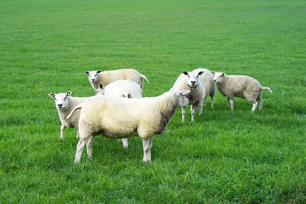 Овцы Лугу Зеленой Траве Группа Овец Пасущихся Поле — стоковое фото