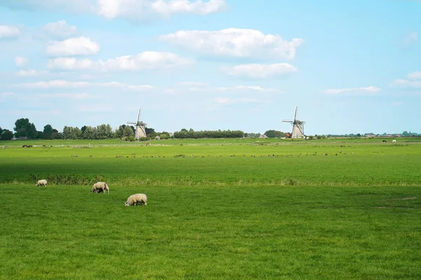 Eski fırıldak yaz sabahları mavi gökyüzünde karşı. Eski bir beyaz değirmen. Yeşil çimenlerin üzerinde bir çayırda koyun. Bir alanda otlayan koyunları grubu. Hollanda. Parça.