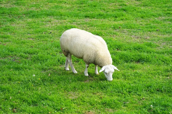 Schafe Auf Einer Wiese Auf Grünem Gras Schafe Weiden Auf — Stockfoto