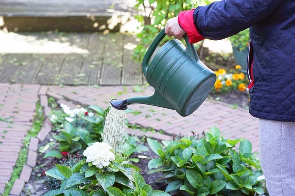 年配の女性の手は彼女の庭 自宅でガーデニングの花に水をまきます 植物の女性気に引退しました 年配の女性の手が彼女の庭でいくつかの花の水やり — ストック写真