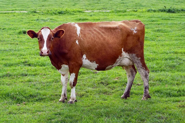 Braune Kuh auf der grünen Wiese — Stockfoto