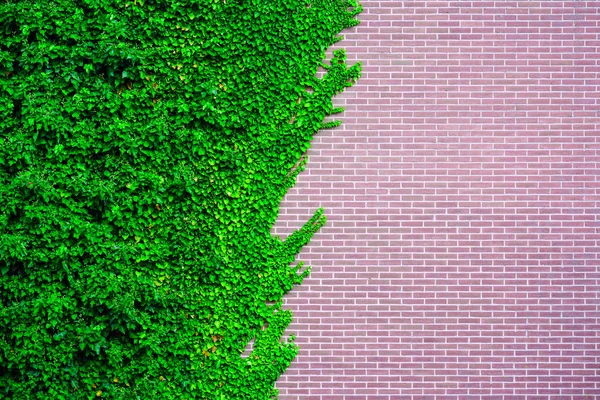 古い建物の壁に野生のぶどう。赤レンガの壁に秋の葉と庭の野生のブドウ. — ストック写真