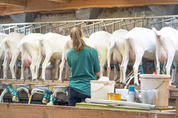 Goat milking facilities in a farm, livestock