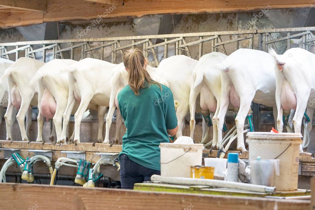 Goat milking facilities in a farm, livestock