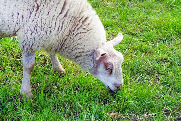 Schafe auf der grünen Wiese — Stockfoto