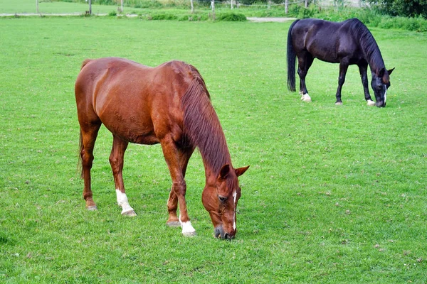 Um cavalo está pastando em um campo verde . — Fotografia de Stock