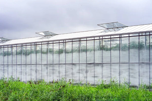 Greenhouses in Holland — Stock Photo, Image