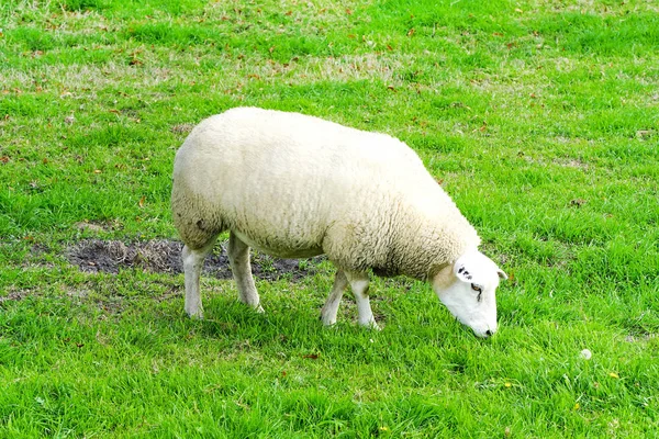 stock image Sheep on the green field