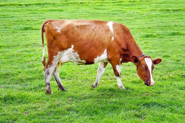 Braune Kuh auf der grünen Wiese — Stockfoto