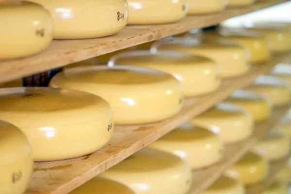 Heads of cheese on wooden shelves in a private dairy.