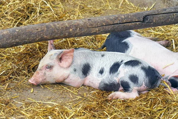 Свиньи на ферме. Свиньи лежат на соломе . — стоковое фото
