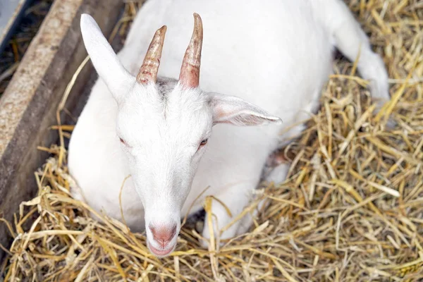 La cabeza de una cabra blanca. —  Fotos de Stock