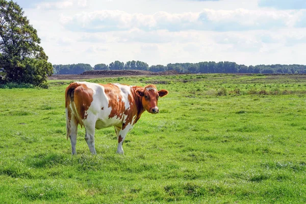 Bruin koe op groen veld — Stockfoto