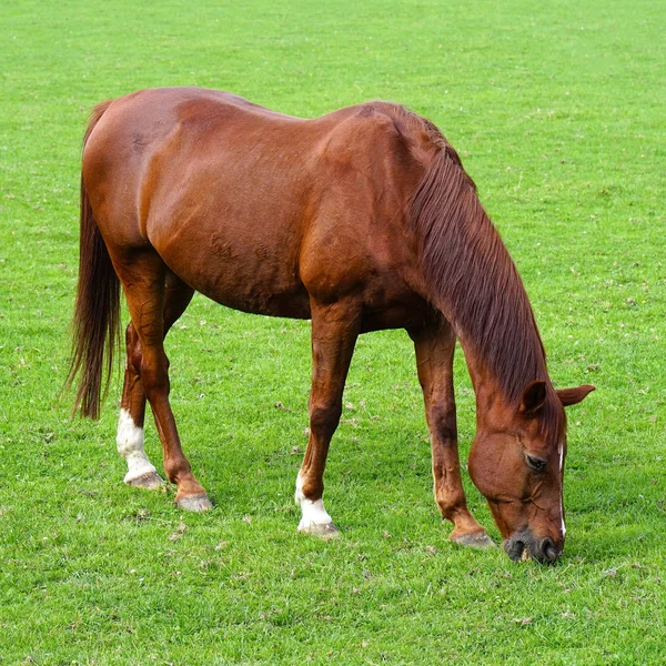 Лошадь пасутся на зеленом поле . — стоковое фото