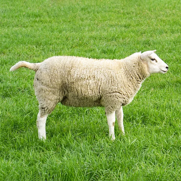 Овцы на зеленом поле — стоковое фото