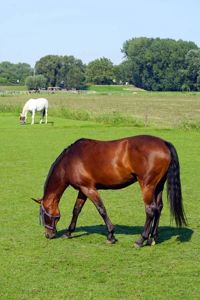 一匹马在一片绿地上吃草. — 图库照片