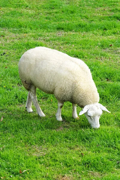 Овцы на зеленом поле — стоковое фото
