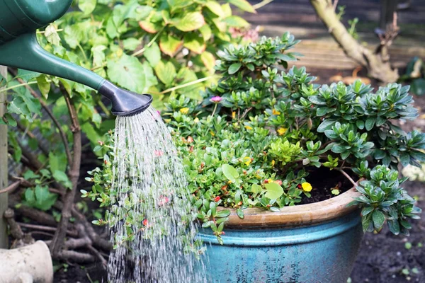 Watering can watering a flower in a home garden — Stock Photo, Image