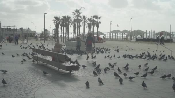 Duvor Blir Skrämda Barn Strandpromenaden Israel — Stockvideo