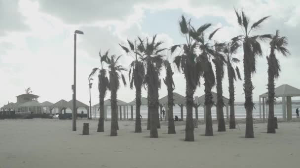 Palmy Větru Tel Aviv Beach — Stock video