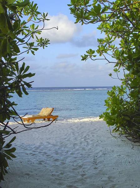 Yeşil Bitkiler Yoluyla Özel Bir Plaj Mavi Okyanusa Bir Maldivler — Stok fotoğraf