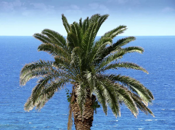 Palmenwipfel Einer Kanarischen Palme Vor Blauem Meer Und Himmel Detail — Stockfoto