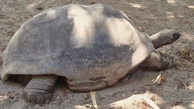 Dev bir kaplumbağa Seyşeller profiline tam bir kayıt olarak, o hemen döner ve uzak sürünür