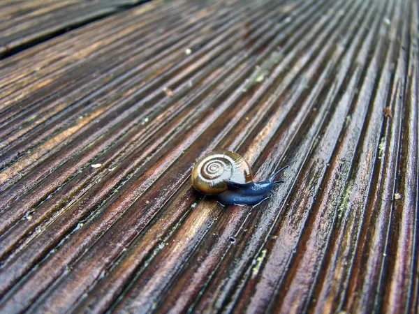 Caracol Oxychilidae Escondido Sua Casa Espiral Terreno Madeira — Fotografia de Stock