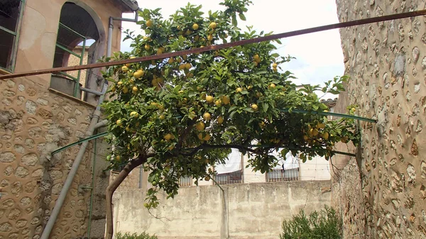Roof Made Yellow Lemons Green Leaves Citrus Tree Alley Two — Stock Photo, Image