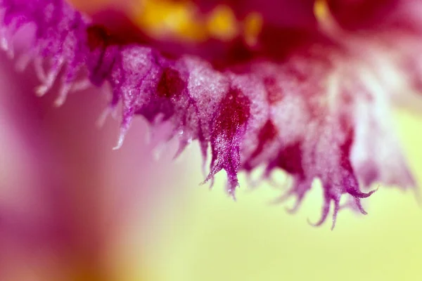 Weiche Nahaufnahme Eines Blütenrandes Einer Lila Orchideenblume Mit Details — Stockfoto