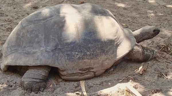 Giant Tortoise Complete Recording Profile Seychelles She Turns Straight Away — Stock Photo, Image