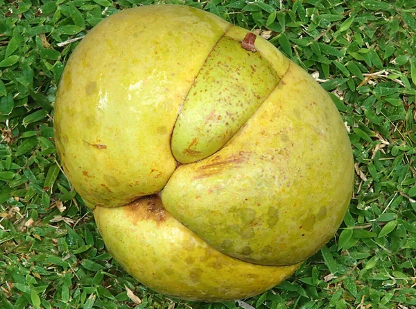 一只成熟的黄绿色大水果 名叫迪莱尼亚 躺在塞舌尔的一片绿色草地上 — 图库照片