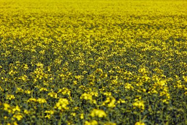 Parlak sarı kanola çiçek ve güneşin yeşil yaprakları ile çiçek açan bir tecavüz alanın üzerinde göster