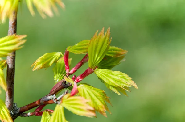 detail of young smart yellow-green japanese maple tree leaves against a green background