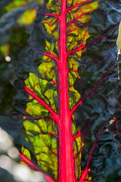 Sun shines through a red chard leaf and gives a pink sheen