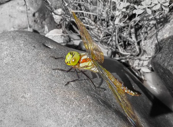 Une Grande Libellule Verte Avec Grandes Ailes Inclinées Assoit Sur — Photo