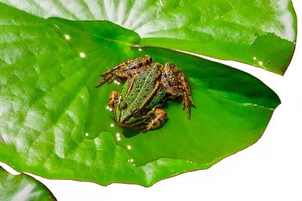 Una Hermosa Rana Agua Sienta Sol Una Hoja Lirio Agua —  Fotos de Stock