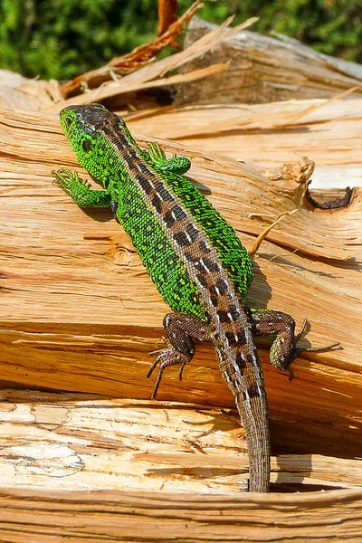 Male Sand Lizard Beautiful Green Colouring Beautifully Drawn Brown Back — Stock Photo, Image