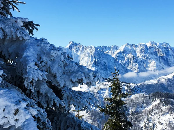 Emporer Selvagem Áustria Atrás Árvores Cobertas Neve — Fotografia de Stock