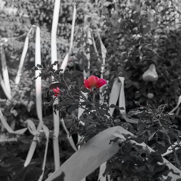 Ένα Ροζ Άνθος Του Ένα Τριαντάφυλλο Μαύρο Και Άσπρο Φόντο — Φωτογραφία Αρχείου