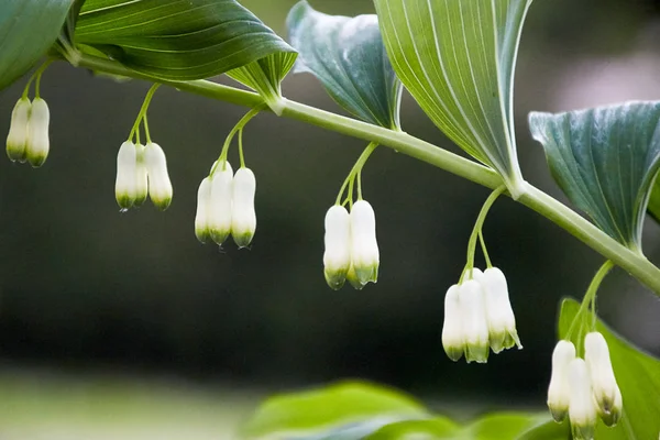 Kilka Grup Trochę Zamknięta Biały Kwiat Kwiaty Wiszące Zielone Risp — Zdjęcie stockowe