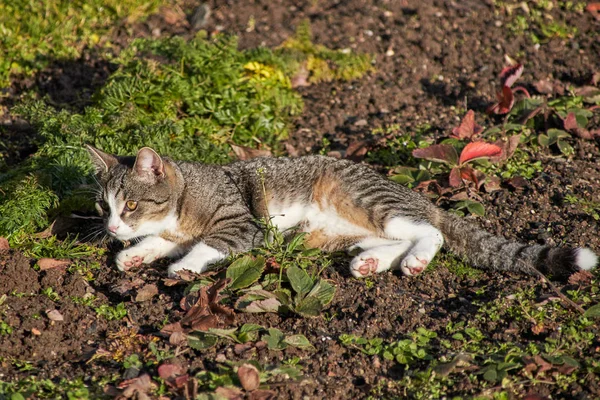 a grey beige mackerel cat with white paws, nose and tail tip rests in the field and lies in the sun. The pink bales of the paws are to be seen