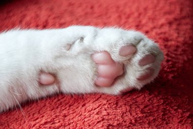 beyaz kedi pençe yalanlar üzerine yumuşak bir kırmızı battaniye. Pembe yastıkları üzerinde alt açıkça görebilirsiniz. Bir yavru kedi olduğunu.