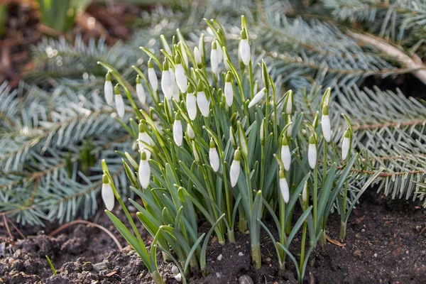 Snowdrops First Heralds Spring Show Themselves Stretch Flowers Sun Blossoms — Stockfoto