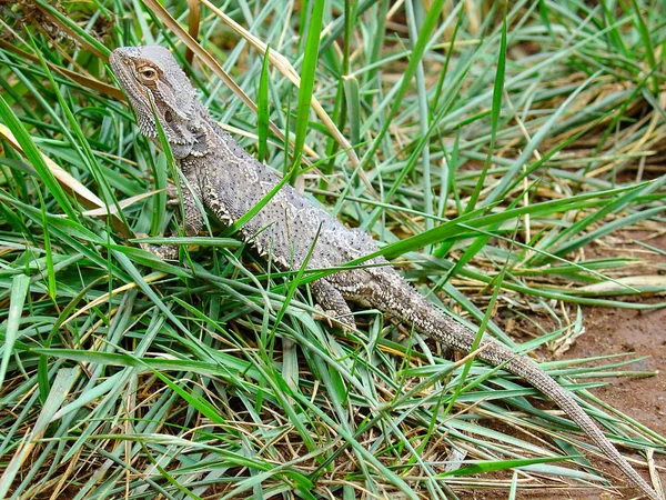 Dragon Lizard Sitting Green Grass — Stock Photo, Image