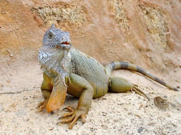 Large Dragon Lizard Large Skin Flap Its Neck Sits Rock — Stock Photo, Image